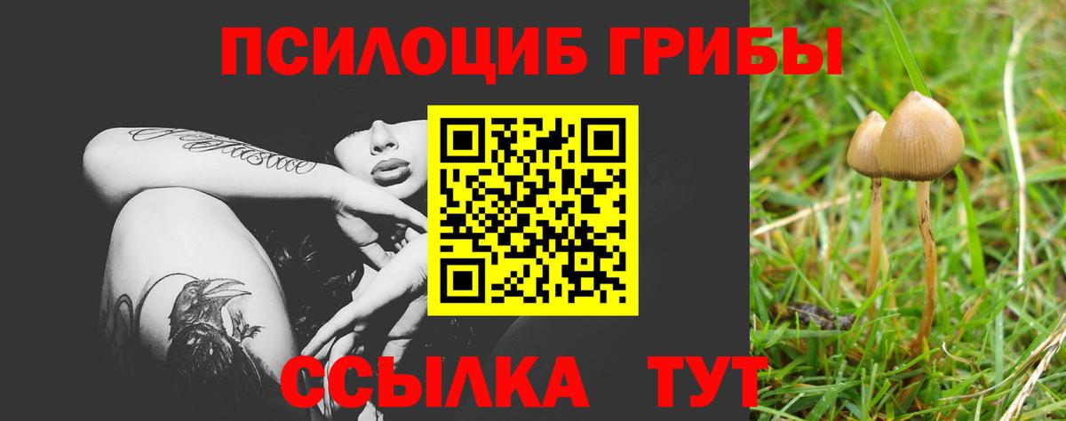 Курчалой  Галлюциногенные грибы Psilocybe  Вход с VPN 